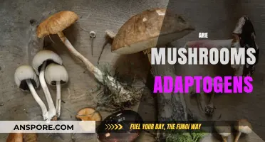 Mushrooms: Nature's Ultimate Adaptogens?
