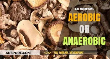 Mushrooms: Aerobic or Anaerobic?