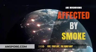 Mushrooms and Smoke: A Complex Relationship