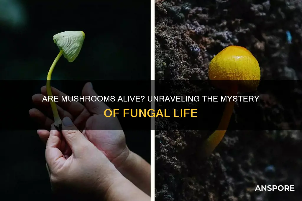 are mushrooms alive or not alive