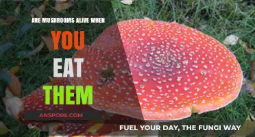 Are Mushrooms Alive? Exploring Their Life Status When Consumed