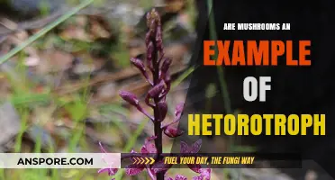 Mushrooms as Heterotrophs: Understanding Their Unique Nutritional Strategies
