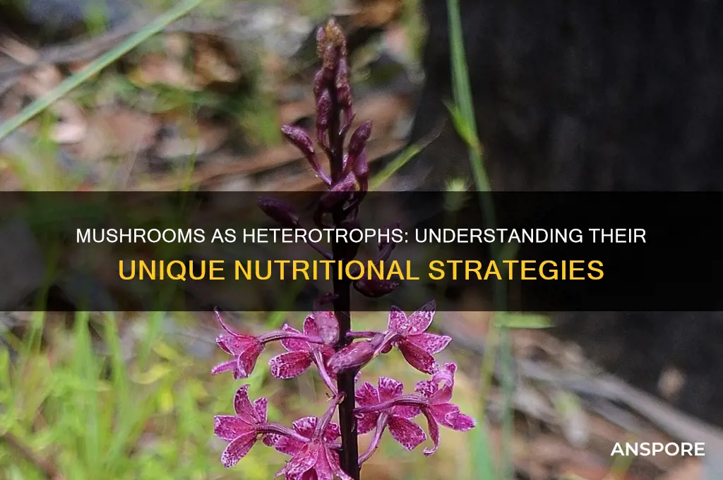 are mushrooms an example of hetorotrophs