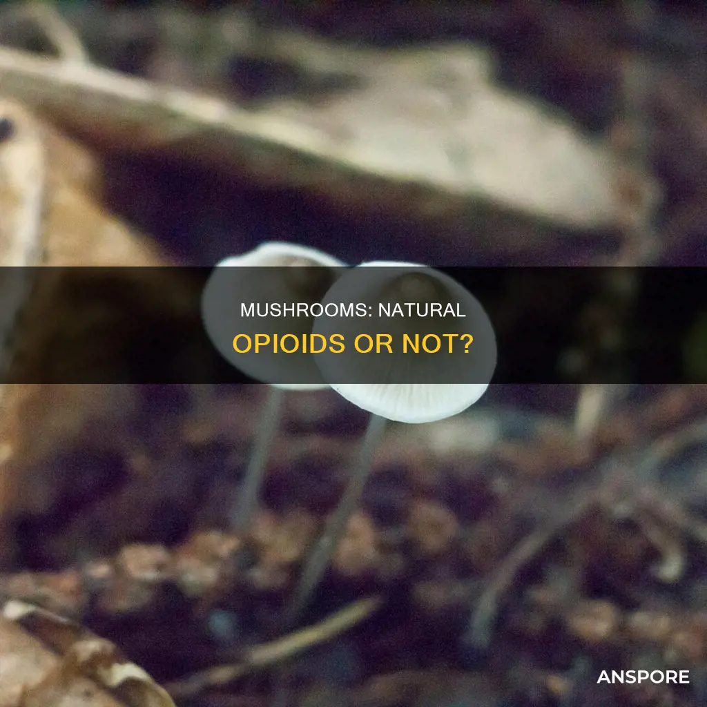 are mushrooms an opiod