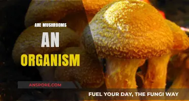 Mushrooms: A Unique, Complex Organism