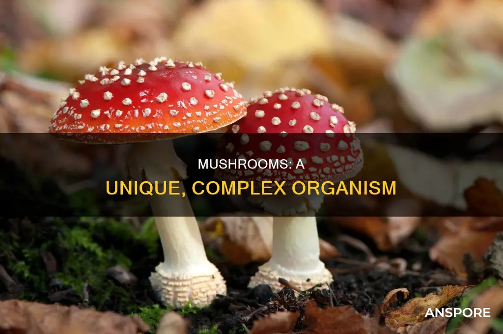 are mushrooms an organism