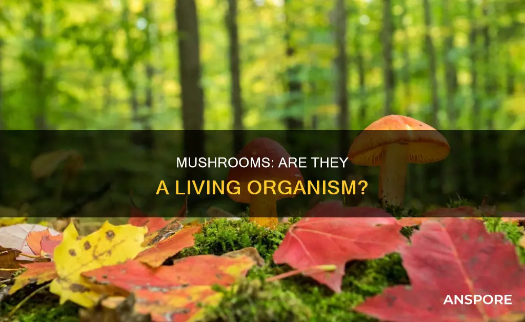 are mushrooms an organsjm