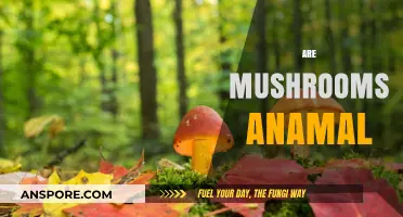 Mushrooms: The Oddity Between Animal and Plant Kingdom