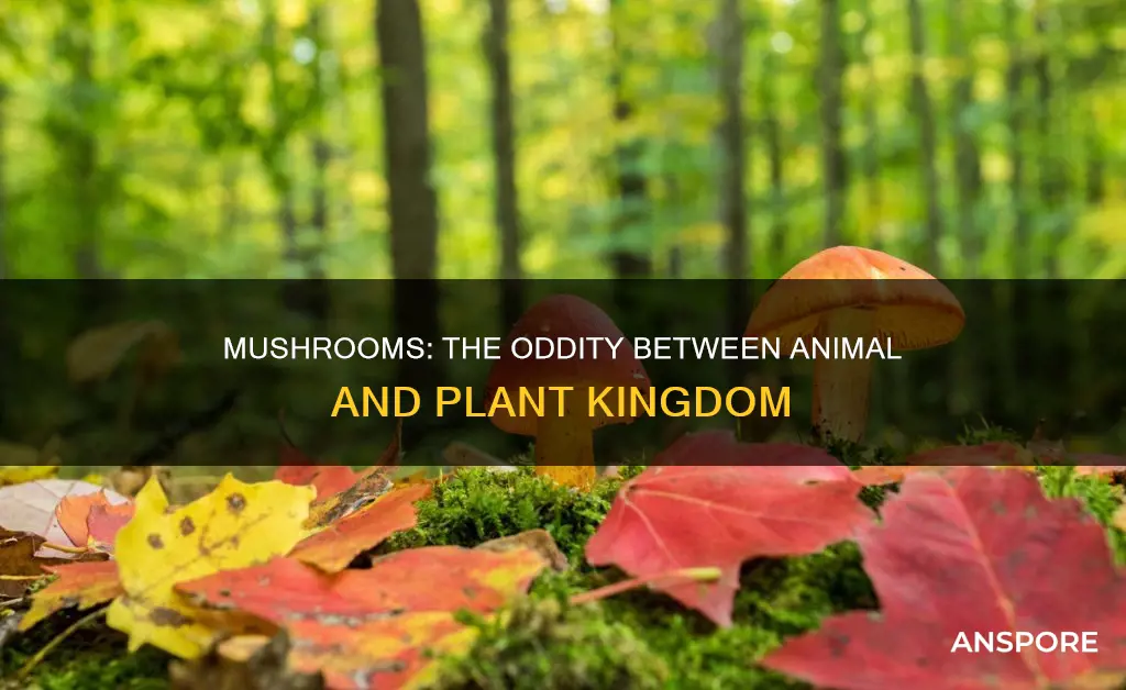 are mushrooms anamal