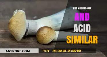 Mushrooms and Acid: A Similar High?