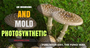 Mushrooms, Mold, and Photosynthesis: What's the Deal?