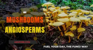 Mushrooms: Angiosperms or Not?