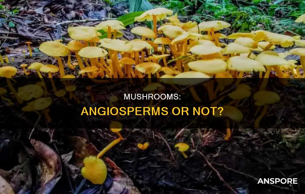 are mushrooms angiosperms