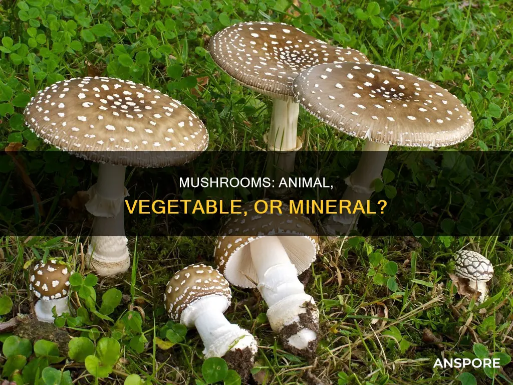 are mushrooms animalia