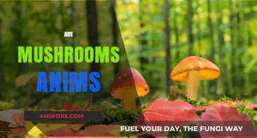 Mushrooms: The Kingdom Between Plant and Animal