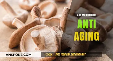 Mushrooms: The Anti-Aging Superfood You Need