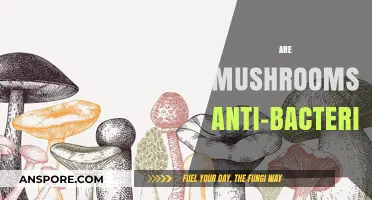 Mushrooms: Nature's Antibiotic Powerhouses