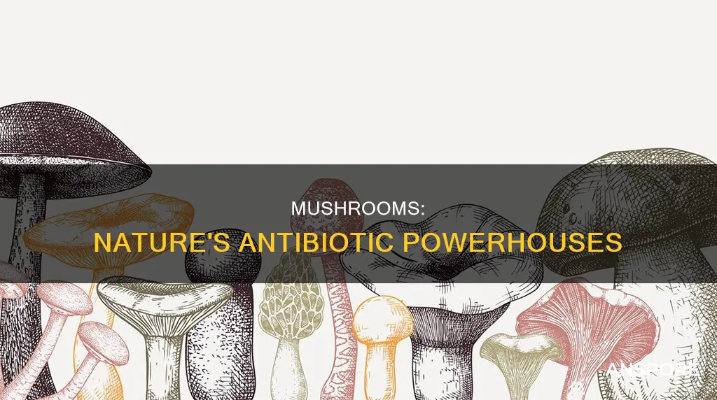 are mushrooms anti-bacterial