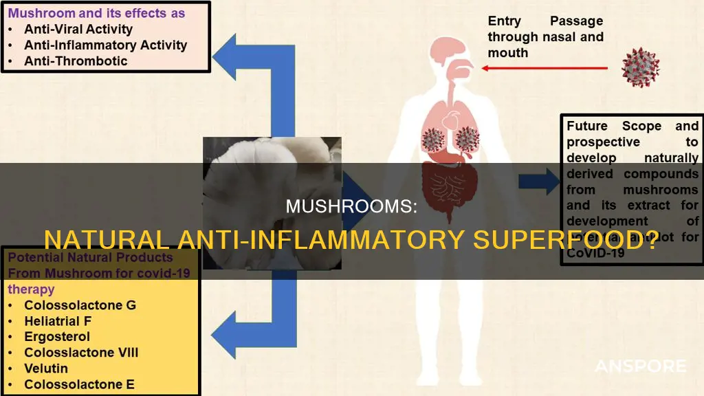 are mushrooms anti inflammatory