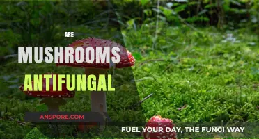Mushrooms: Natural Antifungal Superheroes?
