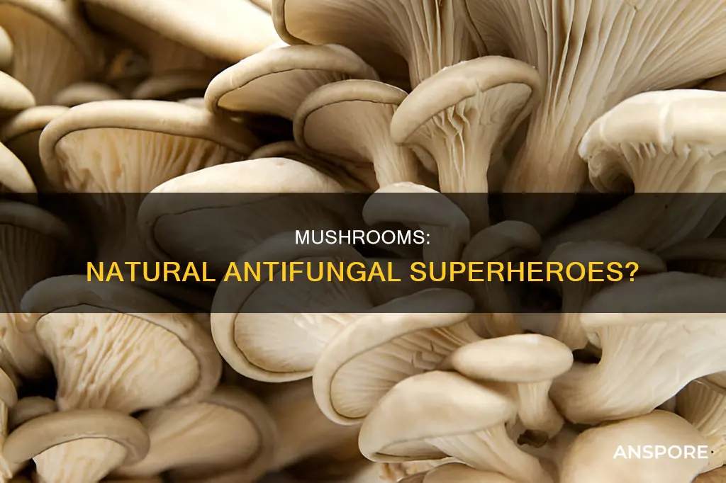 are mushrooms antifungal