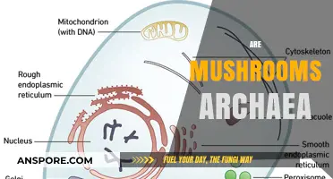 Mushrooms: Ancient Archaea or Modern Fungi?