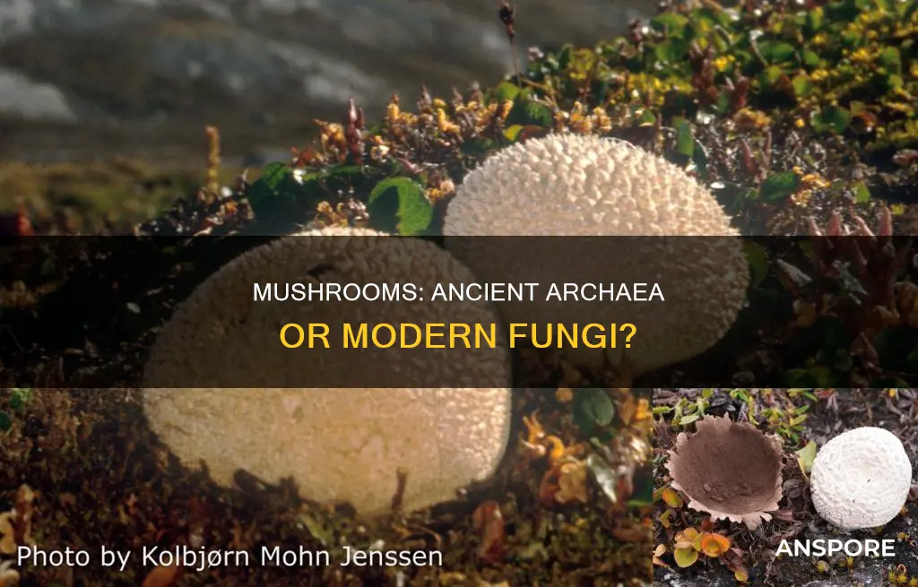 are mushrooms archaea