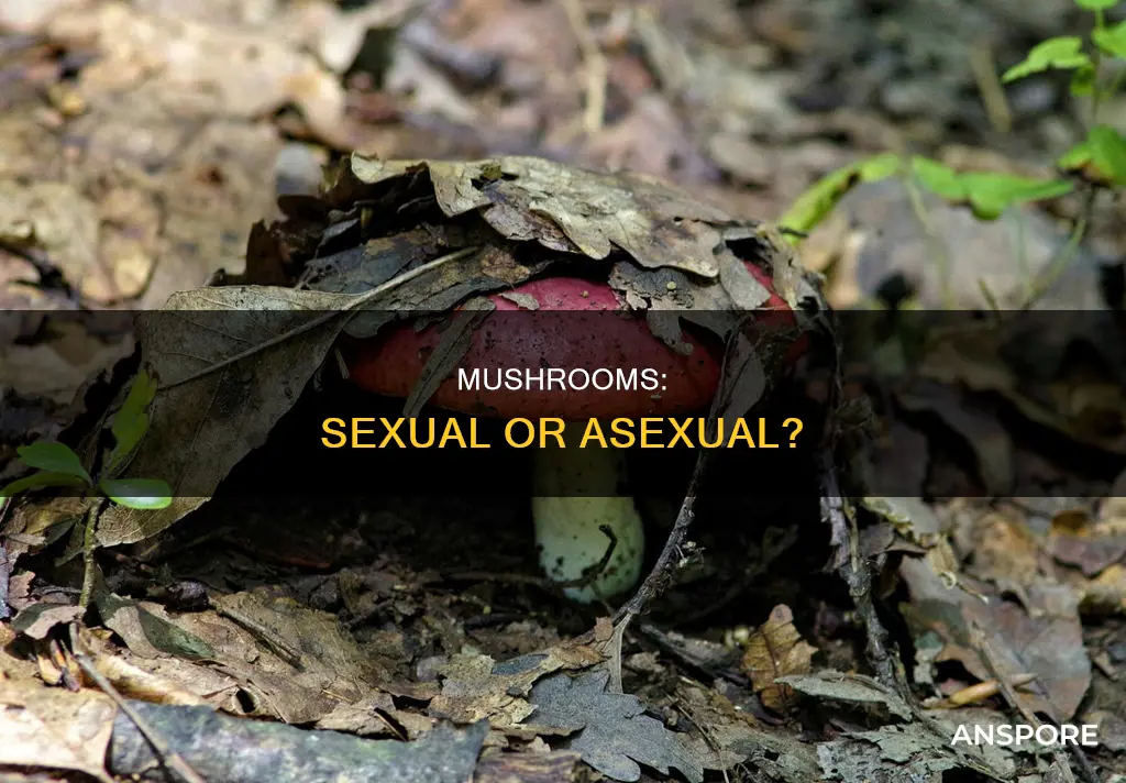 are mushrooms asexual or sexual