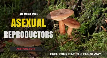 Mushrooms: Masters of Asexual Reproduction