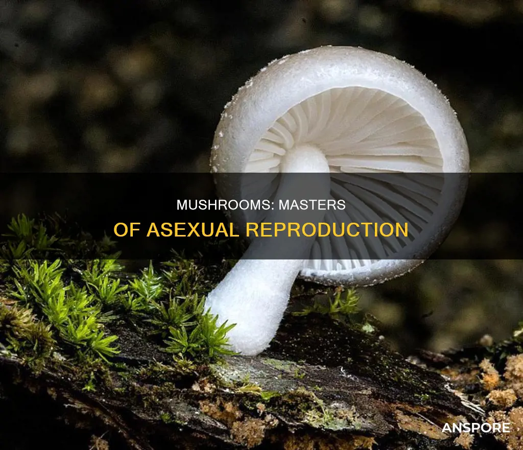are mushrooms asexual reproductors