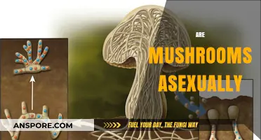 Mushrooms' Intriguing Asexual Reproduction: Nature's Unique Strategy