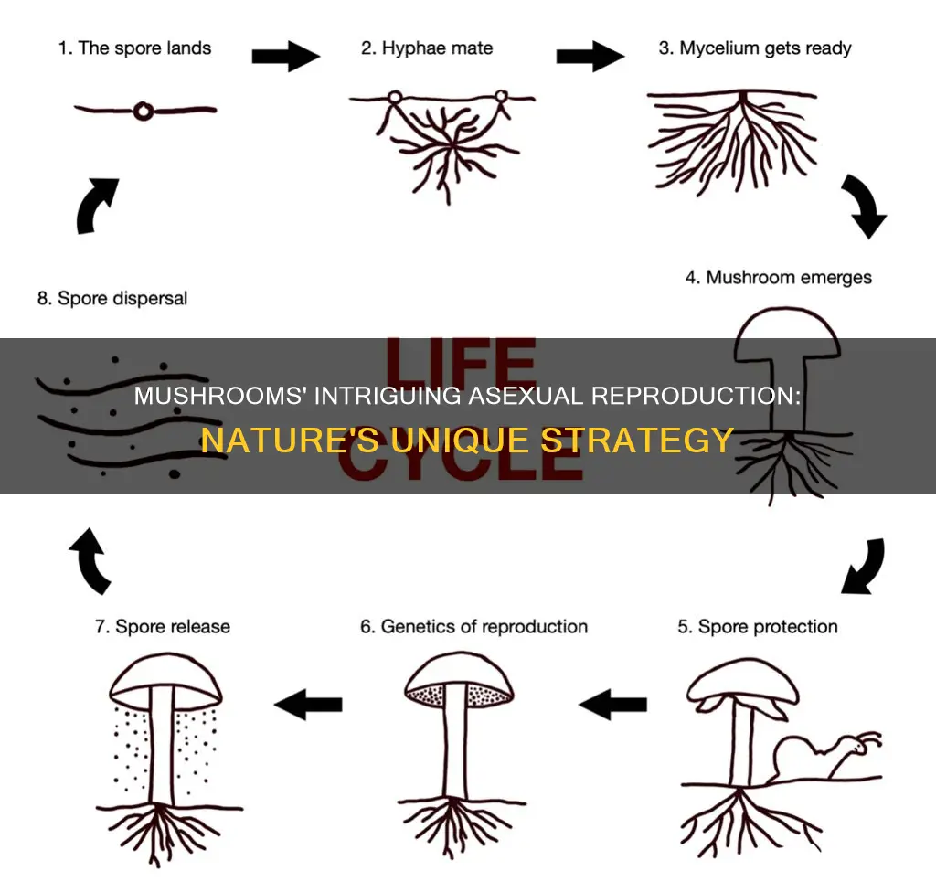 are mushrooms asexually