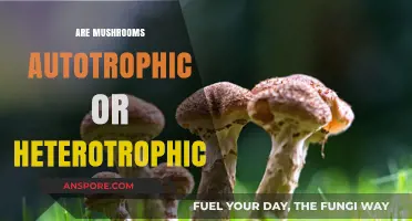 Mushrooms: Autotrophs, Heterotrophs, or Something Else?