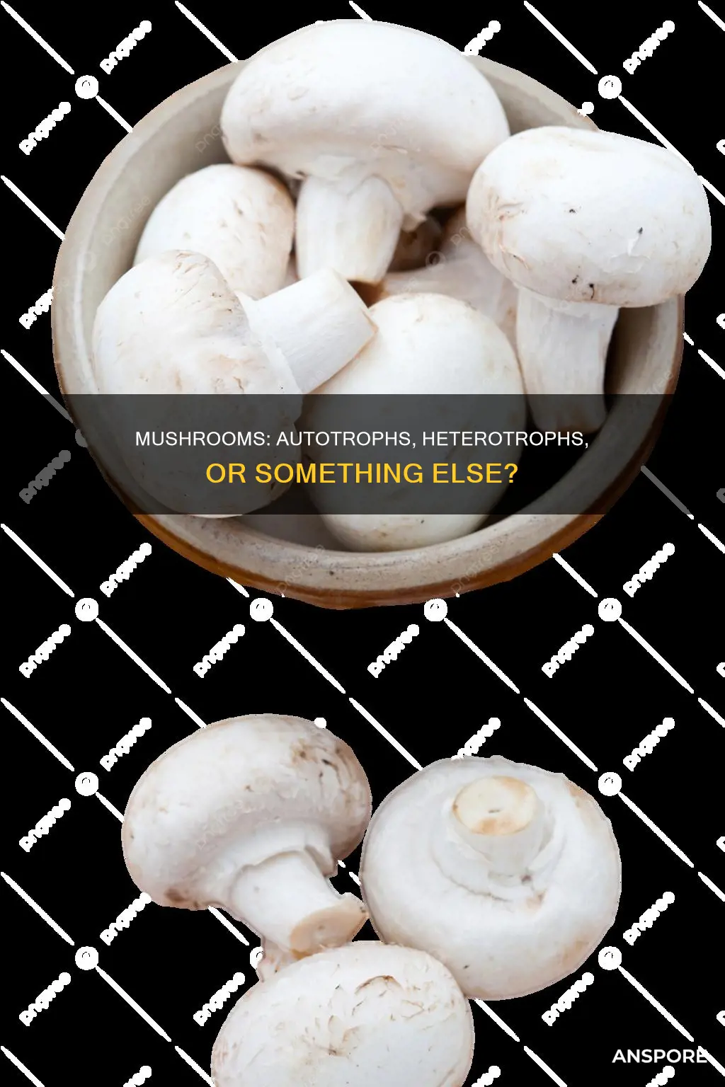 are mushrooms autotrophic or heterotrophic