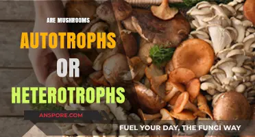 Mushrooms: The Heterotrophs of the Fungi Kingdom