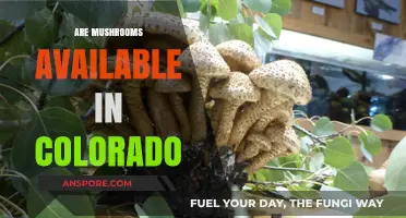 Mushroom Hunting in Colorado: Nature's Bounty