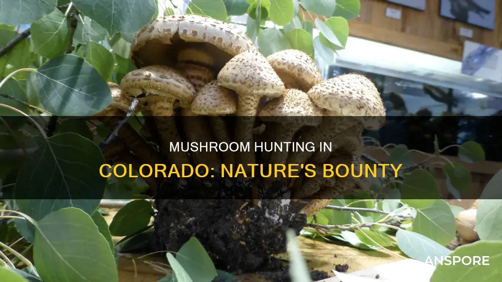 are mushrooms available in colorado
