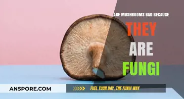 Mushrooms: Debunking the Myth of Fungi as Harmful Superfoods