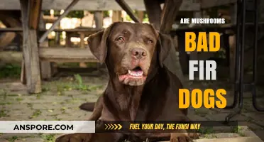 Are Mushrooms Safe for Dogs? Risks and Precautions Explained