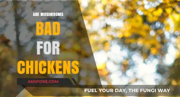 Can Chickens Eat Mushrooms? Debunking Myths and Ensuring Safe Treats