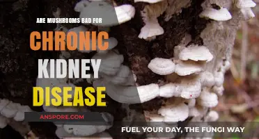 Mushrooms and Chronic Kidney Disease: Safe or Risky Choice?