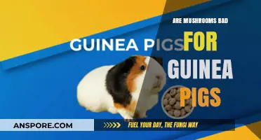 Can Guinea Pigs Eat Mushrooms? Safety and Risks Explained