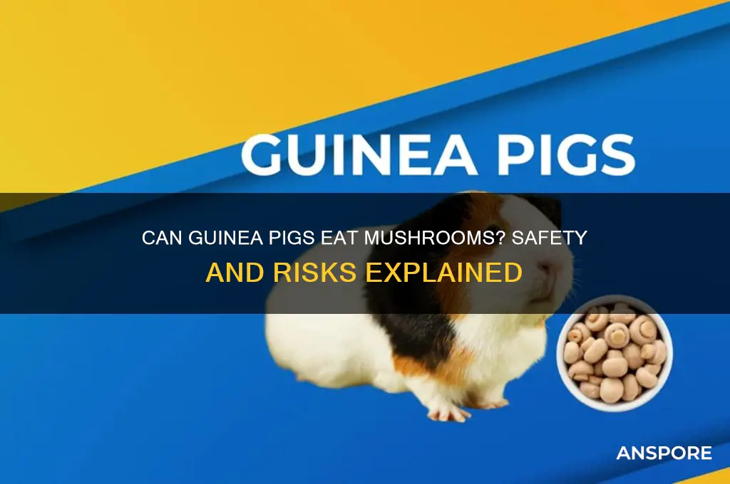 are mushrooms bad for guinea pigs