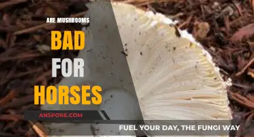 Mushrooms and Horses: Are They Safe or Harmful?