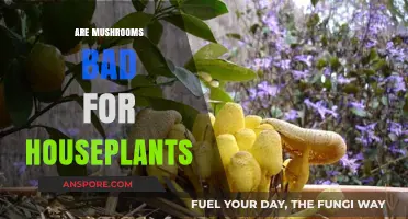 Mushrooms and Houseplants: Are Fungal Growths Harmful or Harmless?