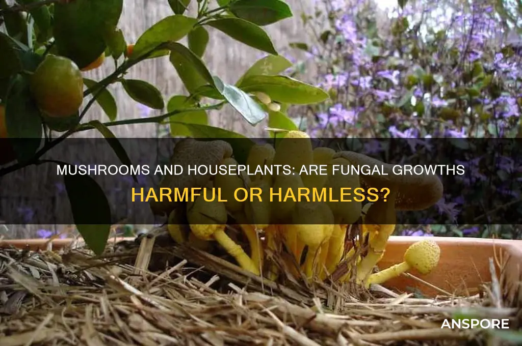 are mushrooms bad for houseplants