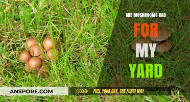 Mushrooms in Your Yard: Friend or Foe? Here's What to Know
