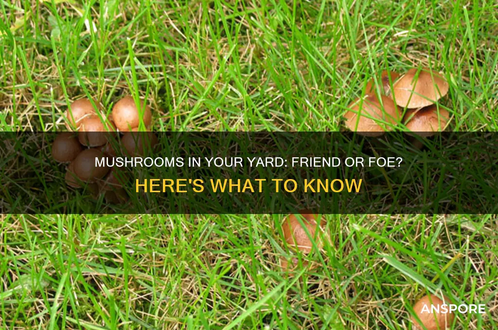 are mushrooms bad for my yard