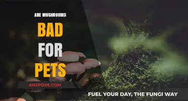 Mushrooms and Pets: Are They a Dangerous Combination?
