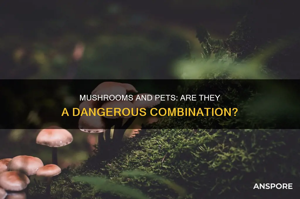 are mushrooms bad for pets